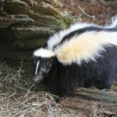 skunk6
