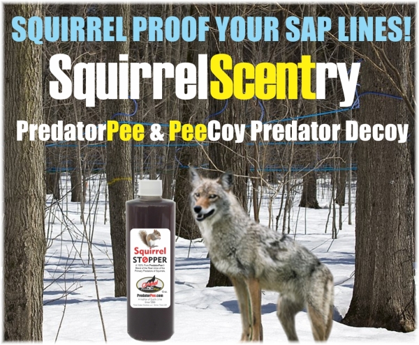 Sap-line-SquirrelScentry-banner